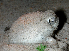 Смотреть фото Пустынный узкорот Фото Пустынный узкорот