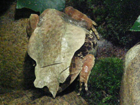 Смотреть фото Носатая рогатая чесночница Фото Носатая рогатая чесночница