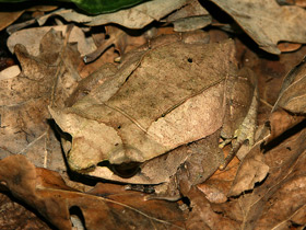 Смотреть фото Носатая рогатая чесночница Фото Носатая рогатая чесночница