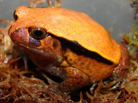 Фото Винный узкорот