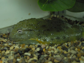 Смотреть фото Африканская роющая лягушка Фото Африканская роющая лягушка