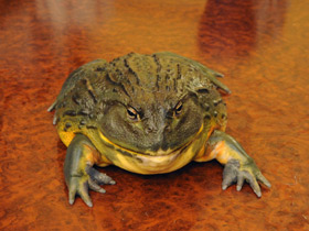 Смотреть фото Африканская роющая лягушка Фото Африканская роющая лягушка