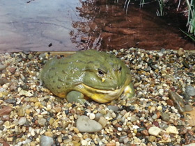 Смотреть фото Африканская роющая лягушка Фото Африканская роющая лягушка