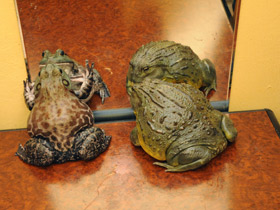 Африканская роющая лягушка Африканская роющая лягушка