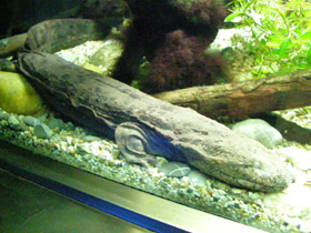 Смотреть фото Аллеганский скрытожаберник Фото Аллеганский скрытожаберник