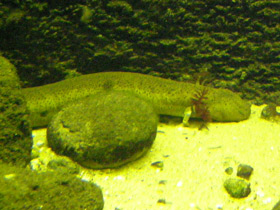 Смотреть фото Озёрный сирен Фото Озёрный сирен