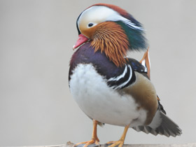 Смотреть фото Мандаринка Фото Мандаринка