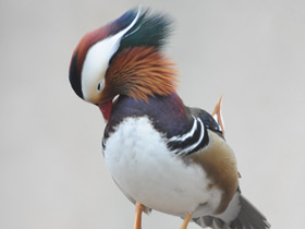 Смотреть фото Мандаринка Фото Мандаринка