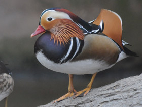 Смотреть фото Мандаринка Фото Мандаринка