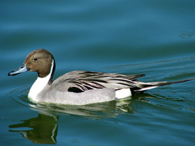 Шилохвость Шилохвость