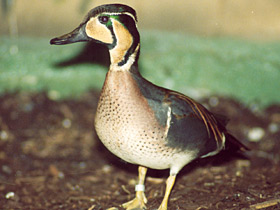 Смотреть фото Чирок-клоктун Фото Чирок-клоктун