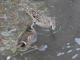 Смотреть фото Чирок-клоктун Фото Чирок-клоктун