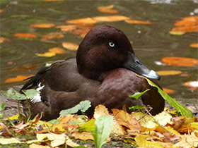 Смотреть фото Австралийский нырок Фото Австралийский нырок