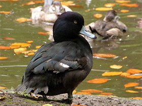 Смотреть фото Новозеландская чернеть Фото Новозеландская чернеть