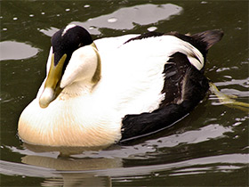 Смотреть фото Обыкновенная гага Фото Обыкновенная гага