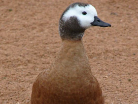 Фото Южно-африканский огарь