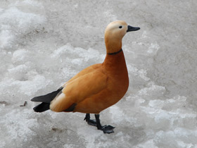 Смотреть фото Обыкновенный огарь Фото Обыкновенный огарь