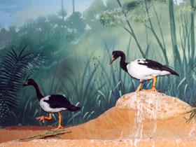 Смотреть фото Полулапчатый гусь Фото Полулапчатый гусь