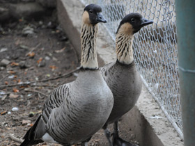 Смотреть фото Гавайская казарка Фото Гавайская казарка