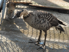 Смотреть фото Гавайская казарка Фото Гавайская казарка