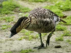 Смотреть фото Гавайская казарка Фото Гавайская казарка