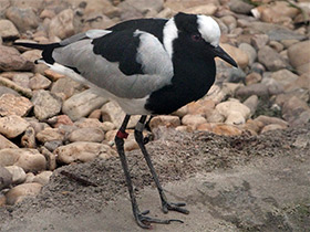 Смотреть фото Пигалица-кузнец Фото Пигалица-кузнец