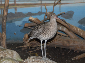 Смотреть фото Большой кроншнеп Фото Большой кроншнеп