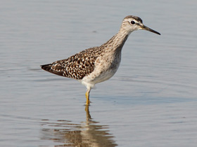 Смотреть фото Фифи Фото Фифи