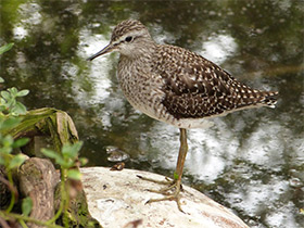 Смотреть фото Фифи Фото Фифи