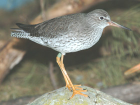 Смотреть фото Травник Фото Травник