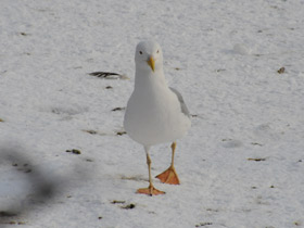 Смотреть фото Серебристая чайка Фото Серебристая чайка