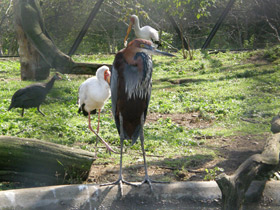 Фото Цапля-голиаф