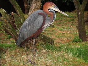 Фото Цапля-голиаф