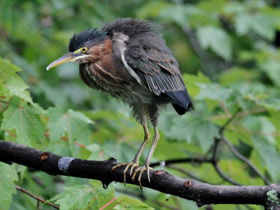 Фото Американская зелёная кваква