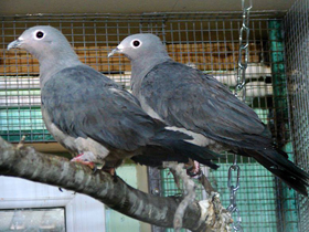 Фото Серый плодоядный голубь