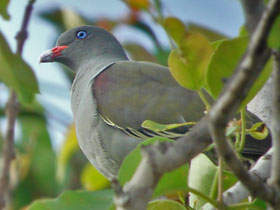Смотреть фото Пембасский зеленый голубь Фото Пембасский зеленый голубь