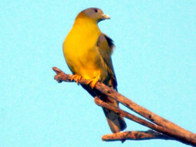 Смотреть фото Желтоногий зелёный голубь Фото Желтоногий зелёный голубь