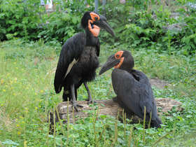 Кафрский рогатый ворон Кафрский рогатый ворон