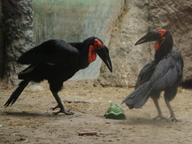 Смотреть фото Кафрский рогатый ворон Фото Кафрский рогатый ворон