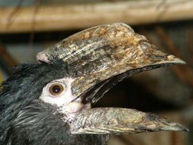 Смотреть фото Калао-трубач Фото Калао-трубач