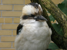 Смотреть фото Смеющаяся кукабара Фото Смеющаяся кукабара