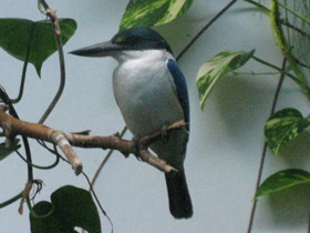 Смотреть фото Белошейная альциона Фото Белошейная альциона