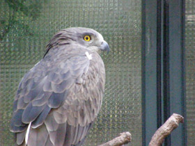 Смотреть фото Змееяд Фото Змееяд