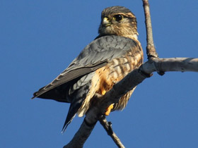 Смотреть фото Дербник Фото Дербник