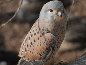 Смотреть фото Обыкновенная пустельга Фото Обыкновенная пустельга