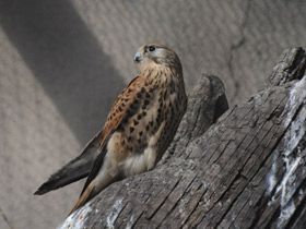 Смотреть фото Обыкновенная пустельга Фото Обыкновенная пустельга