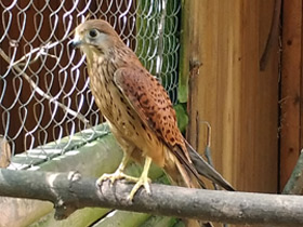 Смотреть фото Обыкновенная пустельга Фото Обыкновенная пустельга