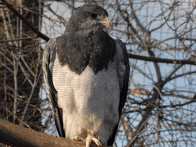 Смотреть фото Агуйа Фото Агуйа