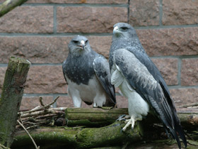 Смотреть фото Агуйа Фото Агуйа