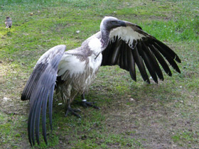 Смотреть фото Африканский гриф Фото Африканский гриф